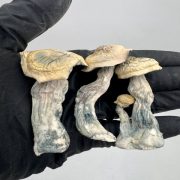 Albino Secret Shocker