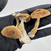 Golden Teacher